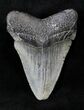 Juvenile Megalodon Tooth #20776-1